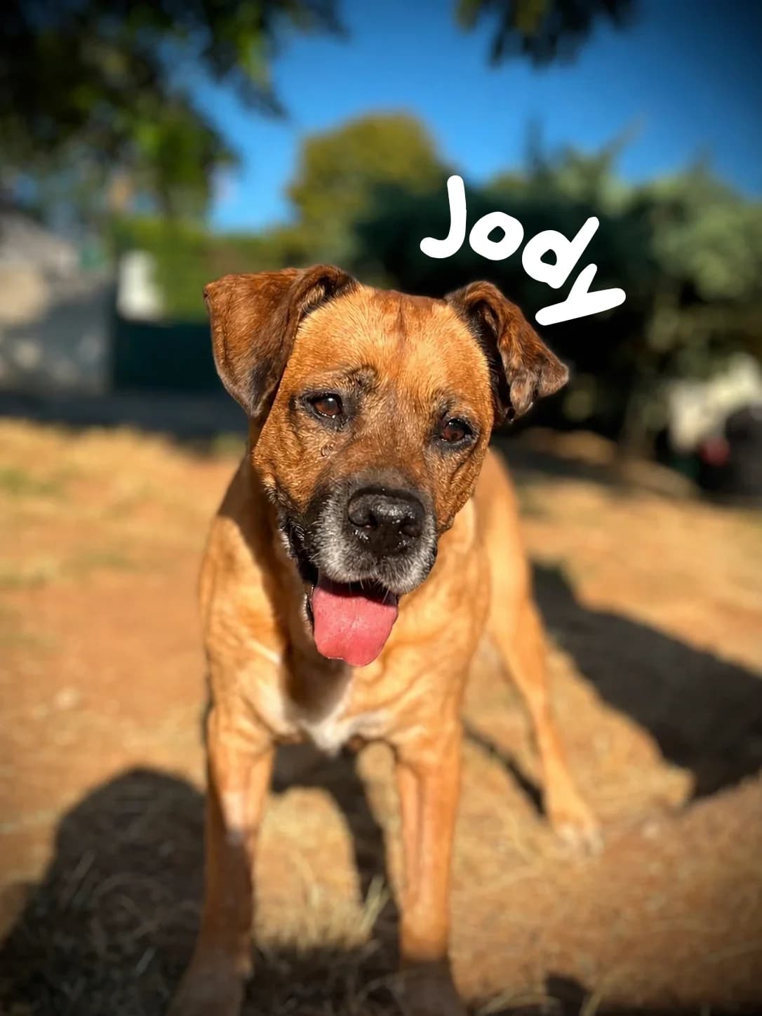 Jody, senior Mixed Breed for adoption at Société Protectrice des Animaux SPA de Rodez, Sainte-Radegonde