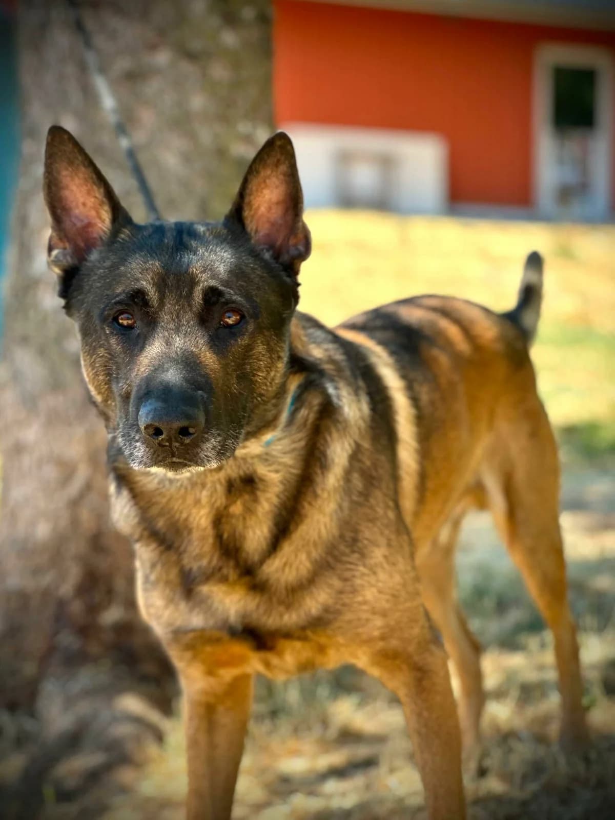 Rayson, 6yo Mixed Breed for adoption at Société Protectrice des Animaux SPA de Rodez, Sainte-Radegonde