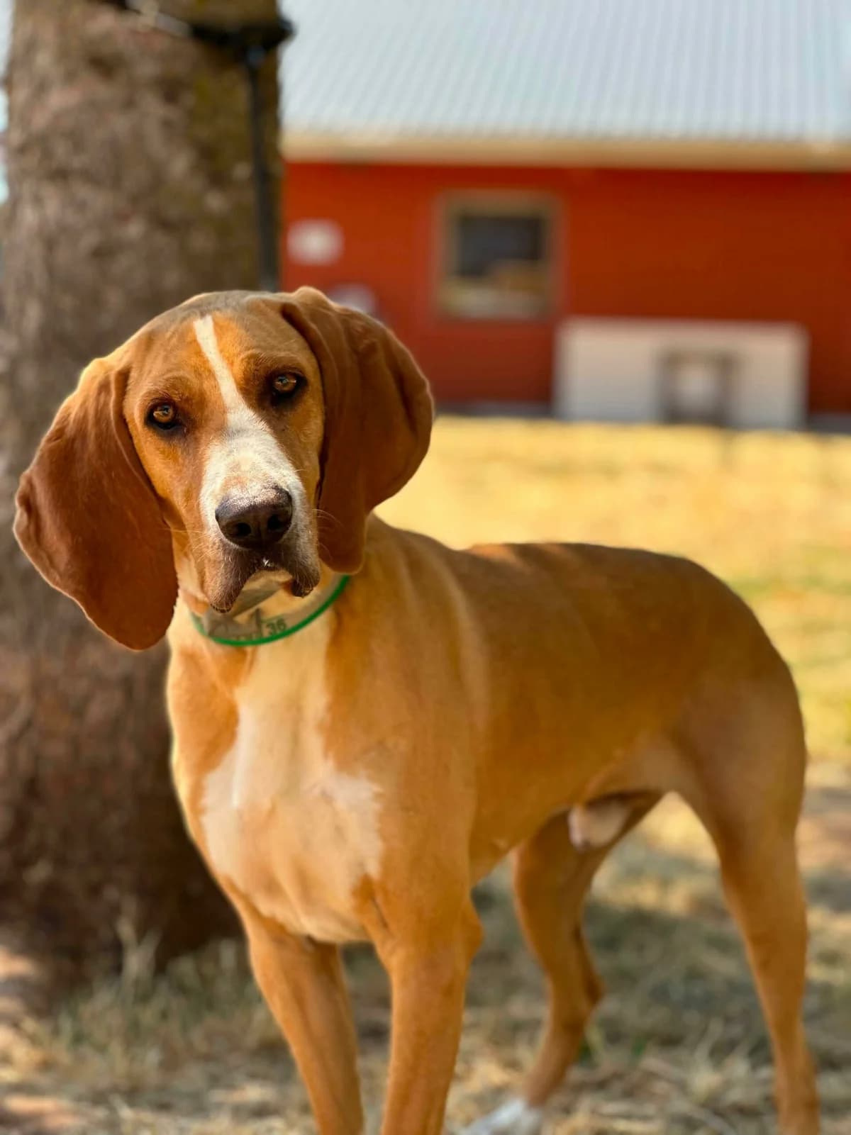 Pluton, 6yo Mixed Breed for adoption at Société Protectrice des Animaux SPA de Rodez, Sainte-Radegonde