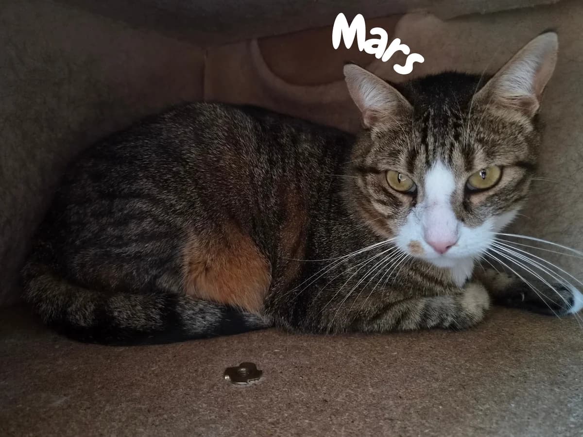 Mars, senior Mixed Breed for adoption at Société Protectrice des Animaux SPA de Rodez, Sainte-Radegonde