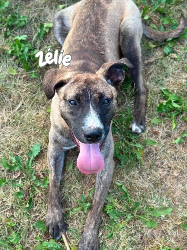 Zélie, young Mixed Breed for adoption at Société Protectrice des Animaux SPA de Rodez, Sainte-Radegonde