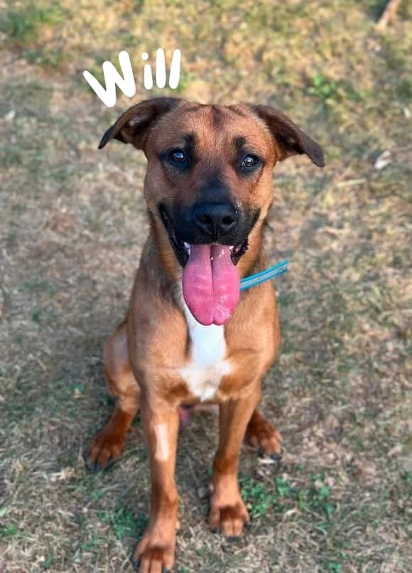 Will, young Mixed Breed for adoption at Société Protectrice des Animaux SPA de Rodez, Sainte-Radegonde