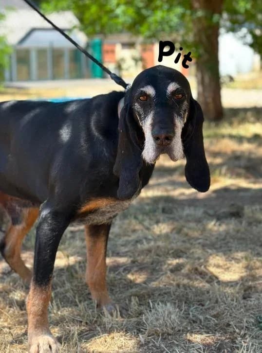 Pit, 5yo Mixed Breed for adoption at Société Protectrice des Animaux SPA de Rodez, Sainte-Radegonde