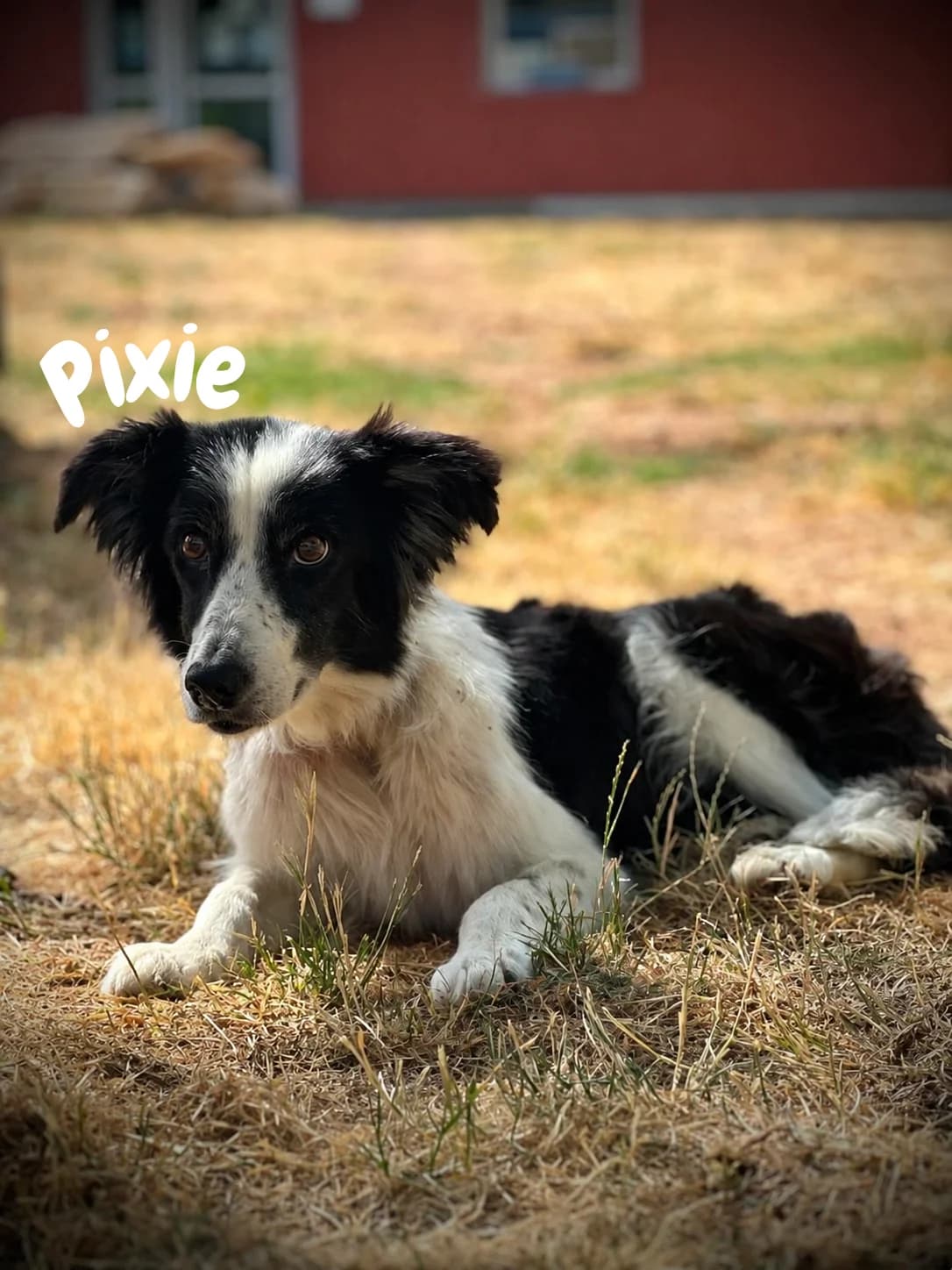 Pixie, 6yo Mixed Breed for adoption at Société Protectrice des Animaux SPA de Rodez, Sainte-Radegonde