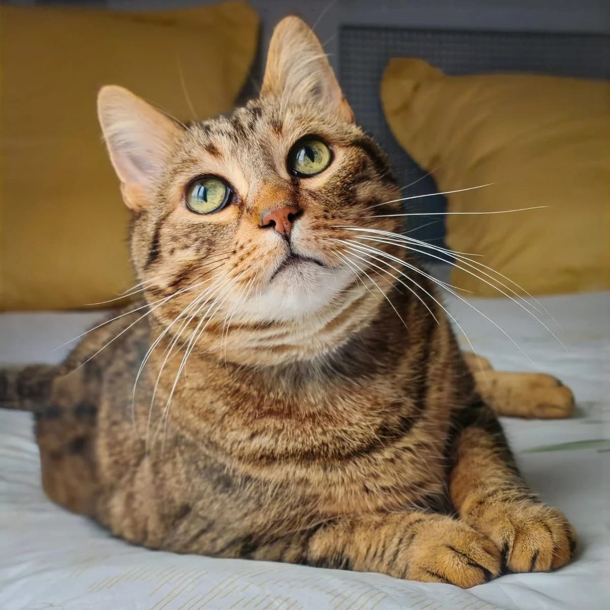 Cat, male Mixed Breed for adoption at Solana Association, solana