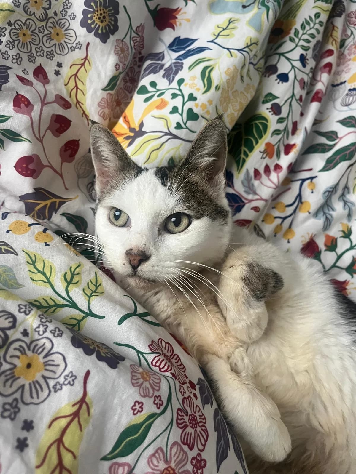 Soprano, female Mixed Breed for adoption at Solana Association, solana