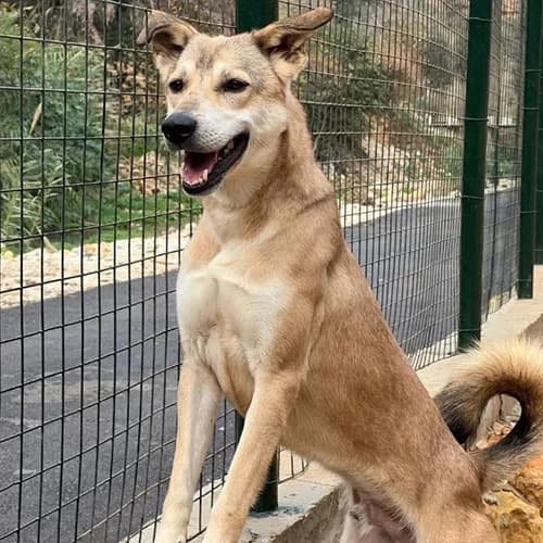 Hudson, Beige male 4yo Mixed Breed for adoption at SOS ANIMAL LIBAN, sos animal liban