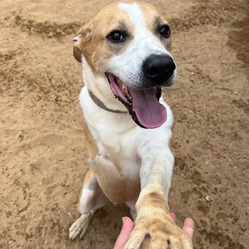 Noe, Roux et blanc male 6yo Mixed Breed for adoption at SOS ANIMAL LIBAN, sos animal liban