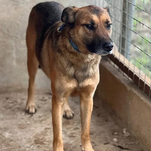 Woody, Fauve male 4yo Mixed Breed for adoption at SOS ANIMAL LIBAN, sos animal liban