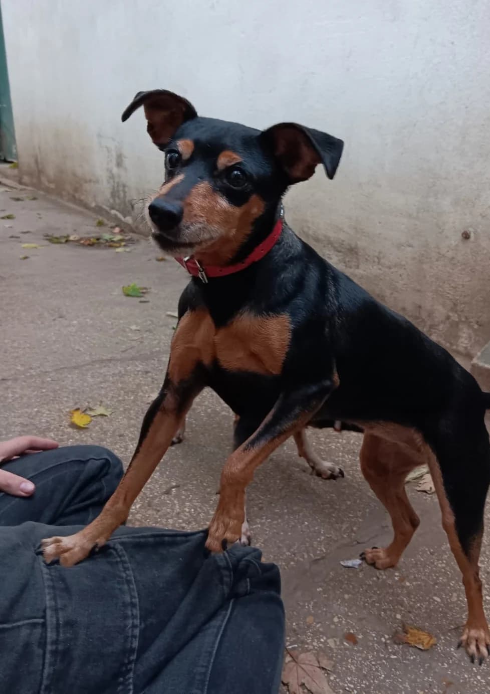 BRUME, puppy Mixed Breed for adoption at SOS Animaux 78, sos animaux 78
