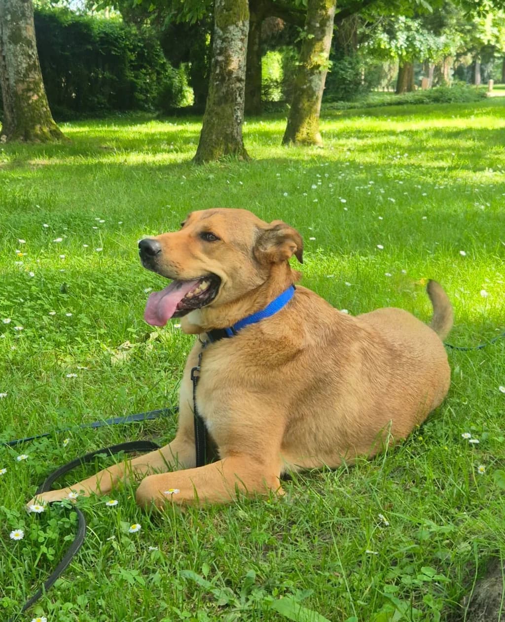 NACHO, Mixed Breed for adoption at SOS Animaux 78, sos animaux 78