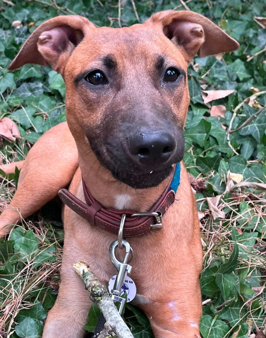NACHO (en cours d'adoption), Mixed Breed for adoption at SOS Animaux 78, sos animaux 78