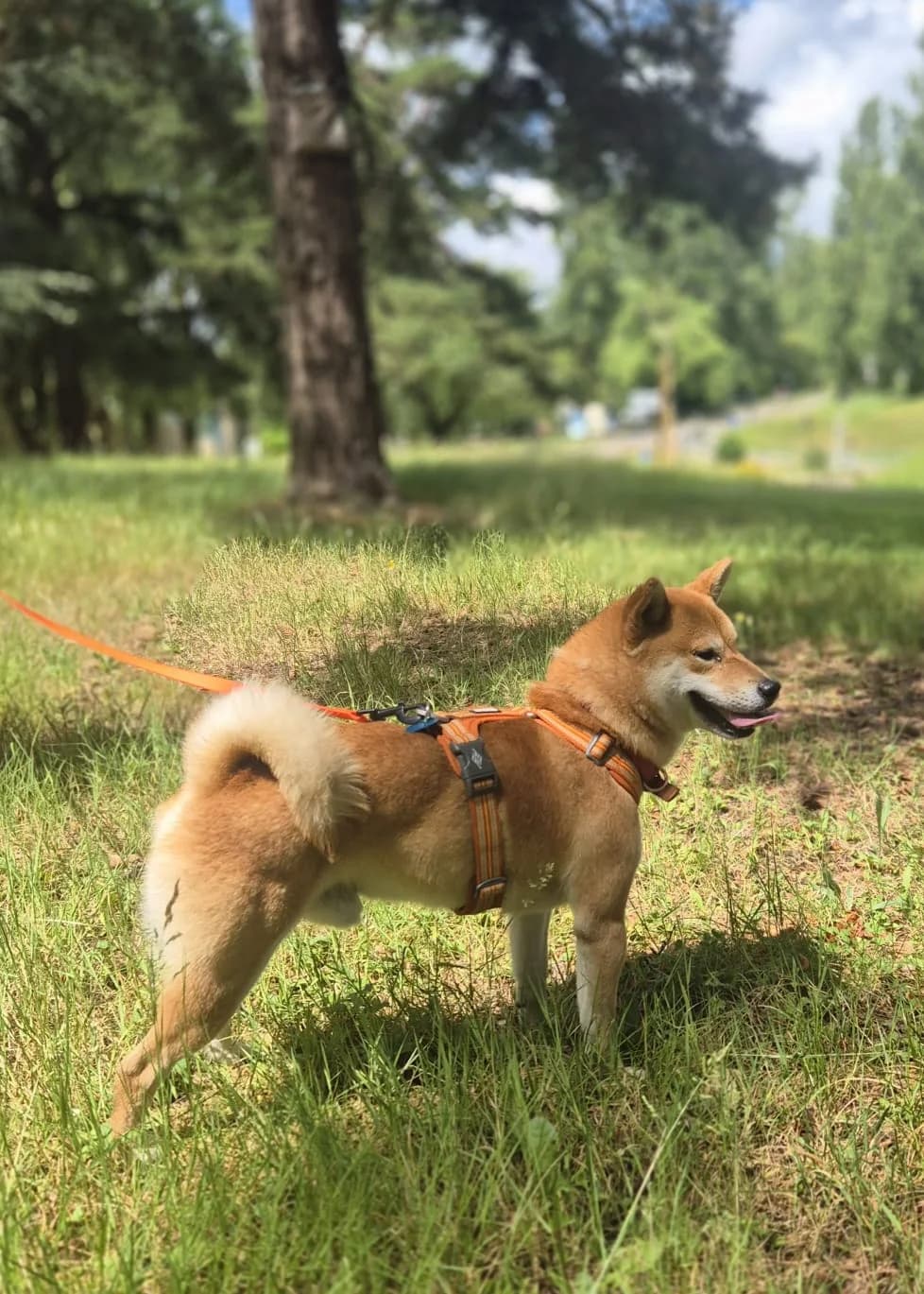 NICKY, senior Mixed Breed for adoption at SOS Animaux 78, sos animaux 78