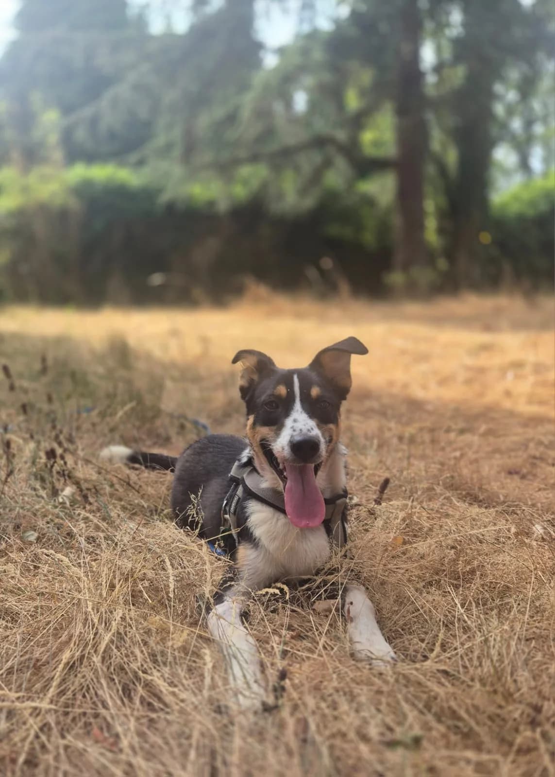 RHAPSODY, 6yo Mixed Breed for adoption at SOS Animaux 78, sos animaux 78