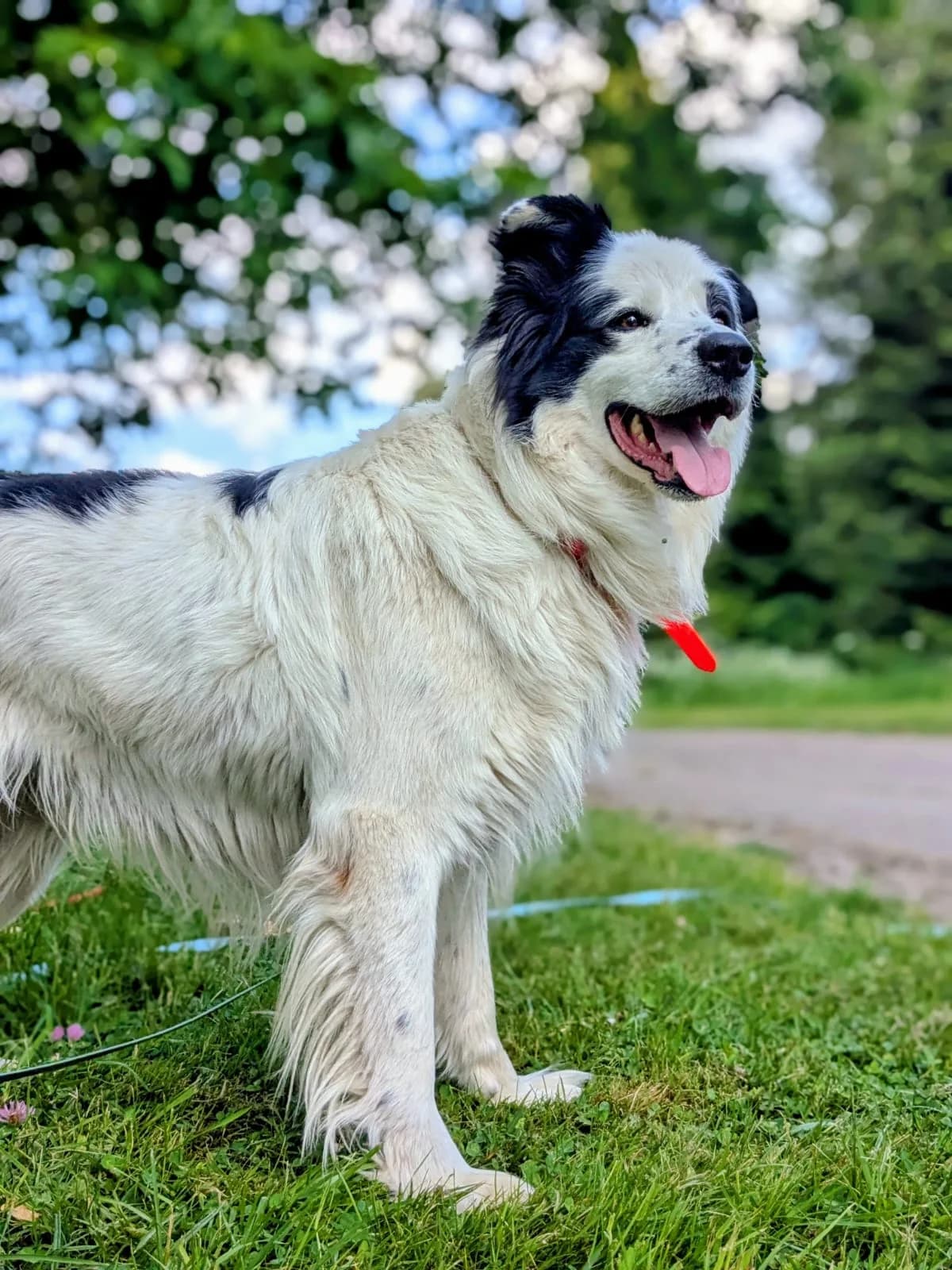 SHAYCE, Mixed Breed for adoption at SOS Animaux 78, sos animaux 78
