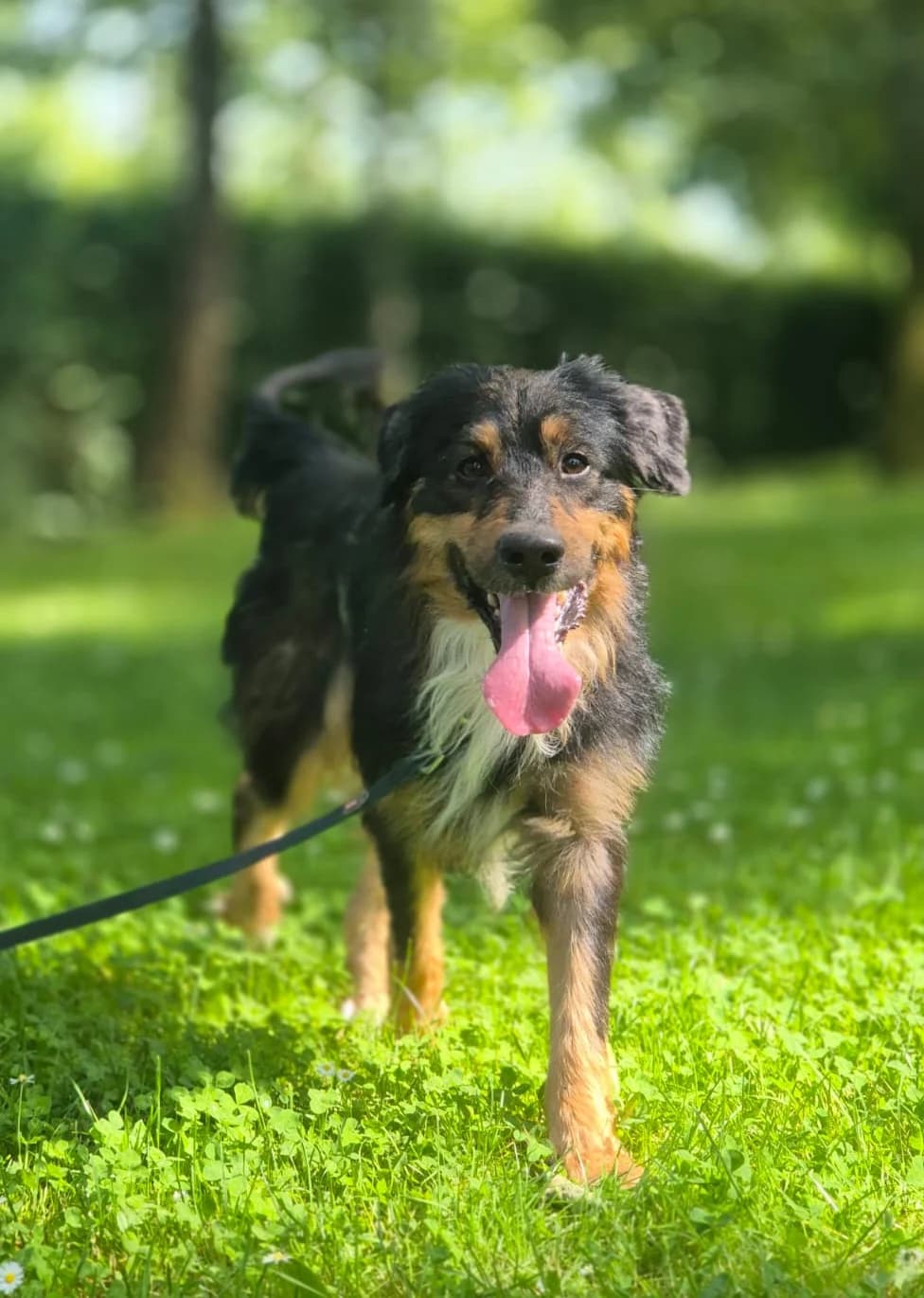 SULTAN, Mixed Breed for adoption at SOS Animaux 78, sos animaux 78
