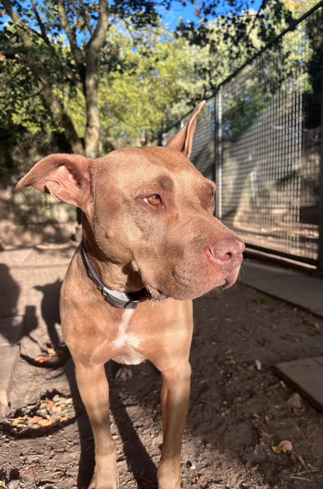 SULTAN, Mixed Breed for adoption at SOS Animaux 78, sos animaux 78