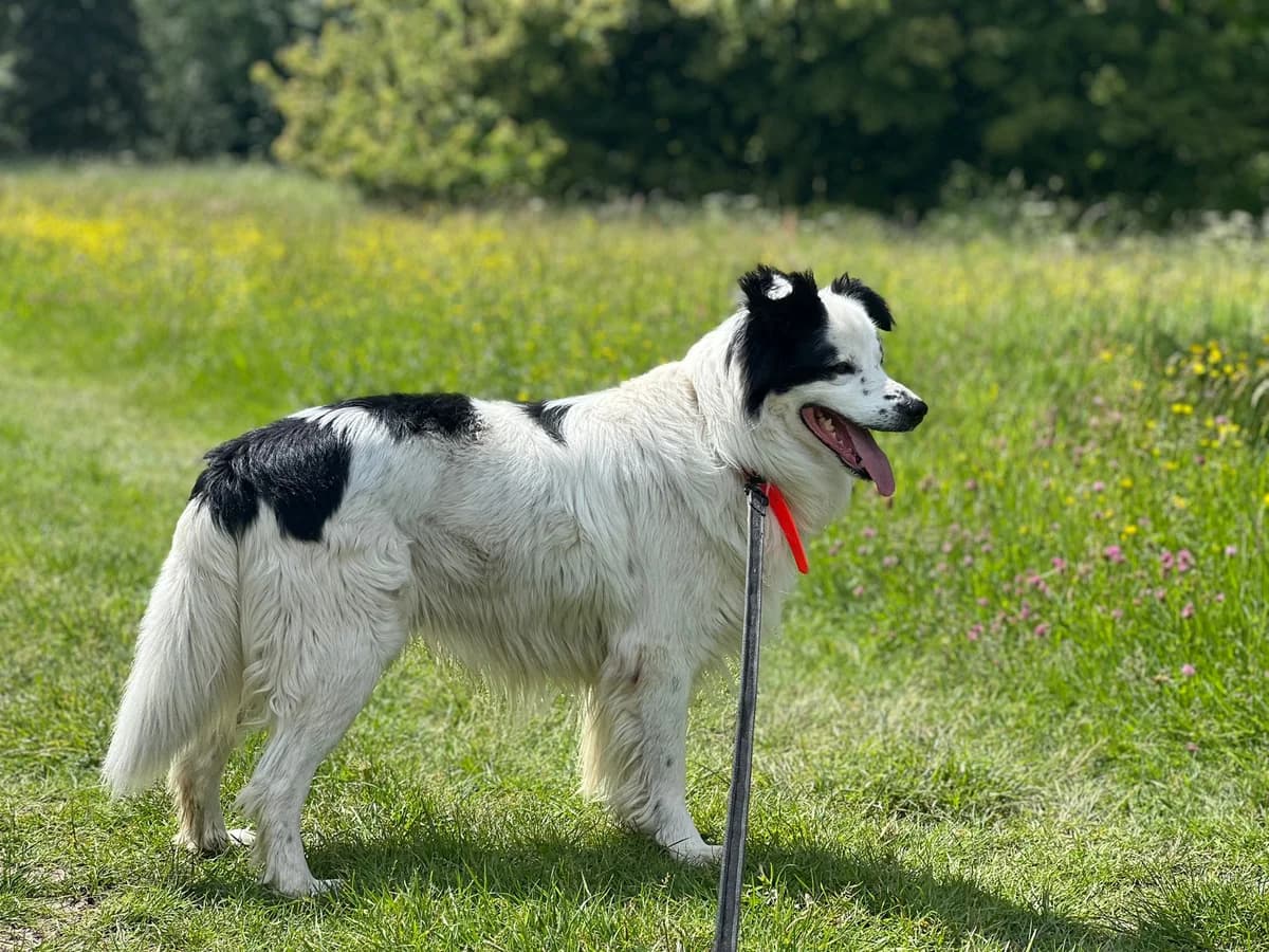 VASKO, Mixed Breed for adoption at SOS Animaux 78, sos animaux 78