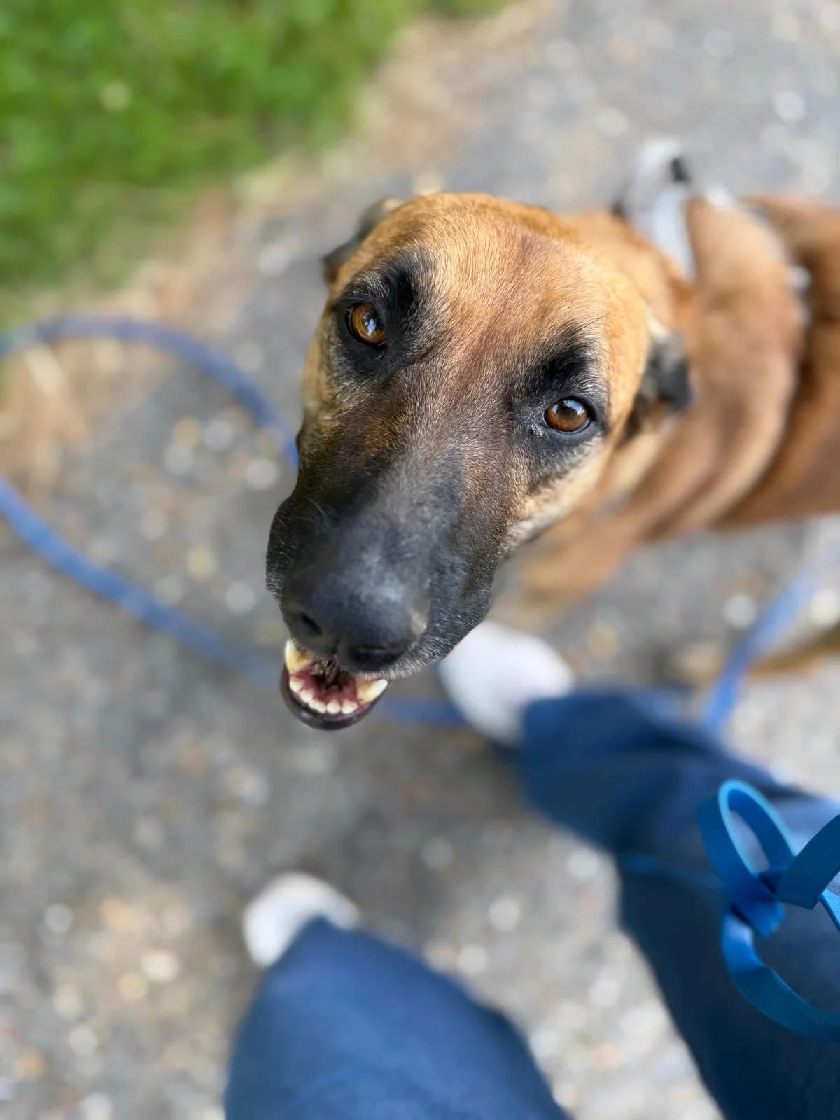 VASKO, 6yo Mixed Breed for adoption at SOS Animaux 78, sos animaux 78