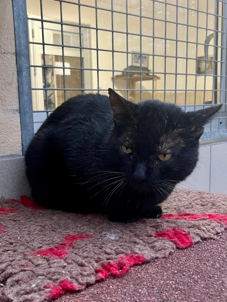 Baghera, male mixed breed for adoption at SOS Animaux Pays de Gex