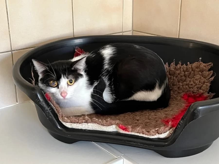 Lydie, female mixed breed for adoption at SOS Animaux Pays de Gex