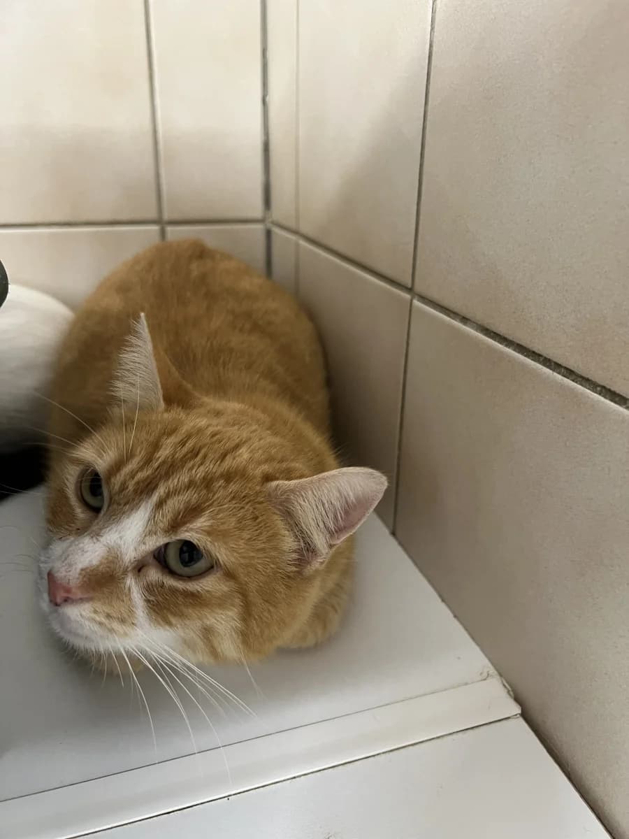 Sirius, male mixed breed for adoption at SOS Animaux Pays de Gex