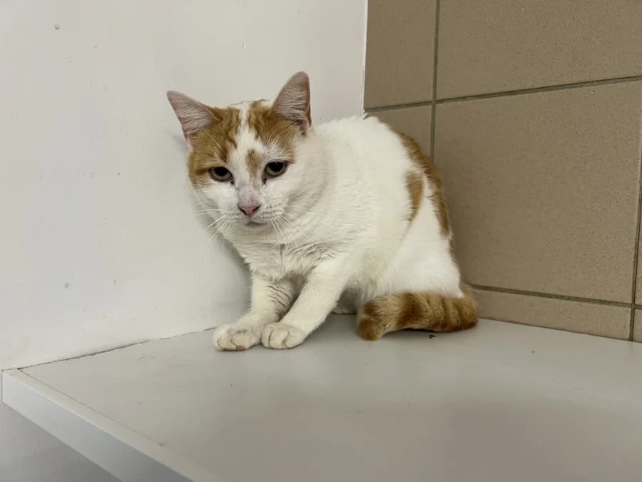 Vénus, female mixed breed for adoption at SOS Animaux Pays de Gex