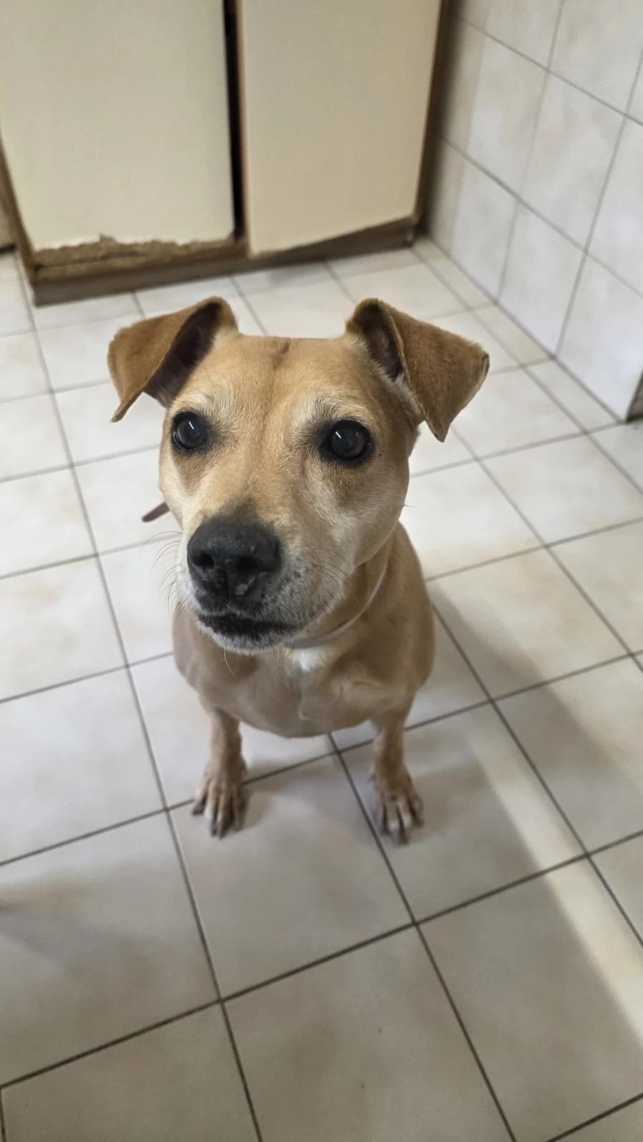 Chanel, female mixed breed for adoption at SOS Animaux Pays de Gex