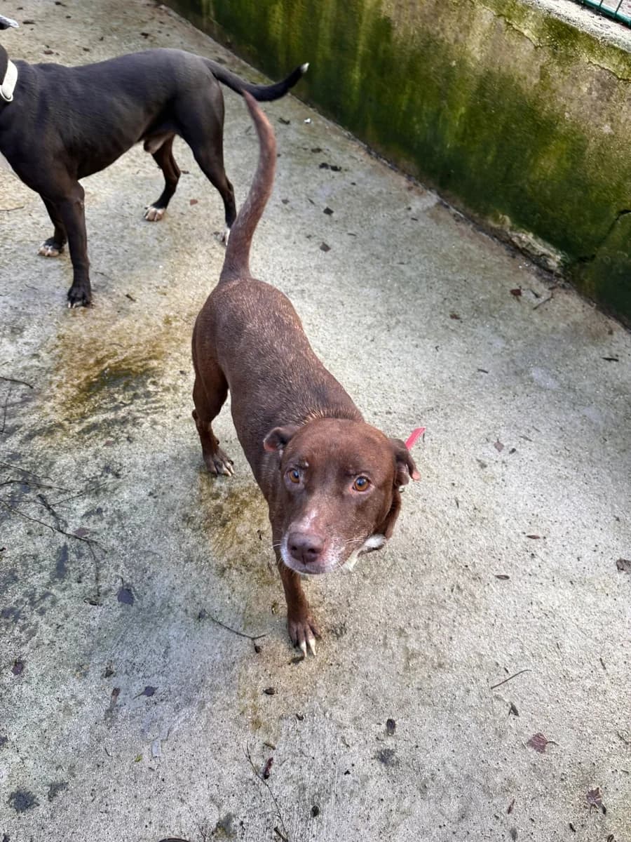 Mady, female mixed breed for adoption at SOS Animaux Pays de Gex