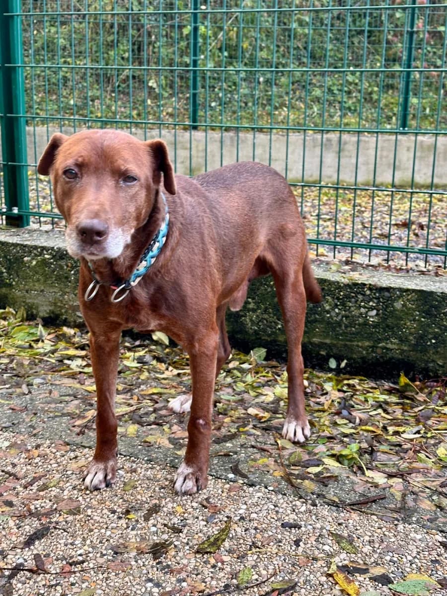 Tom, male mixed breed for adoption at SOS Animaux Pays de Gex