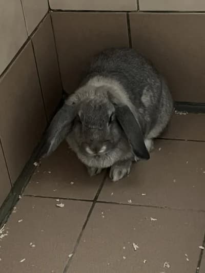 2 petites lapines, female Mixed Breed for adoption at SOS Animaux Pays de Gex, Gex