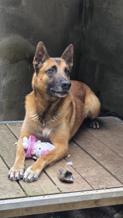 Alfa, male 5yo Belgian Malinois for adoption at SOS Animaux Pays de Gex, Gex