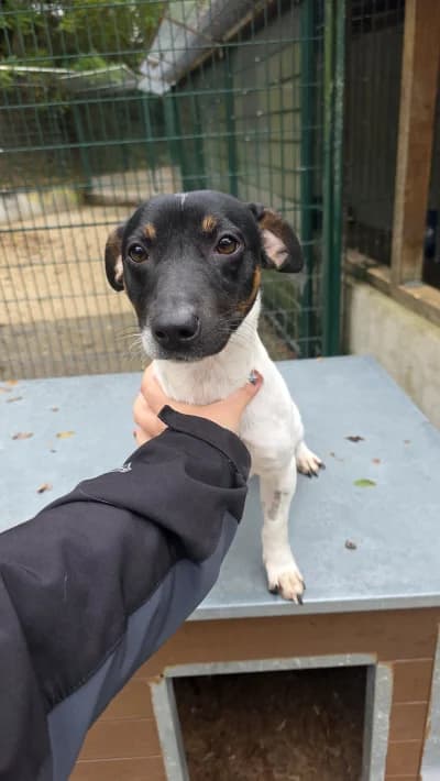 Black Jack, male Jack Russell Terrier for adoption at SOS Animaux Pays de Gex, Gex