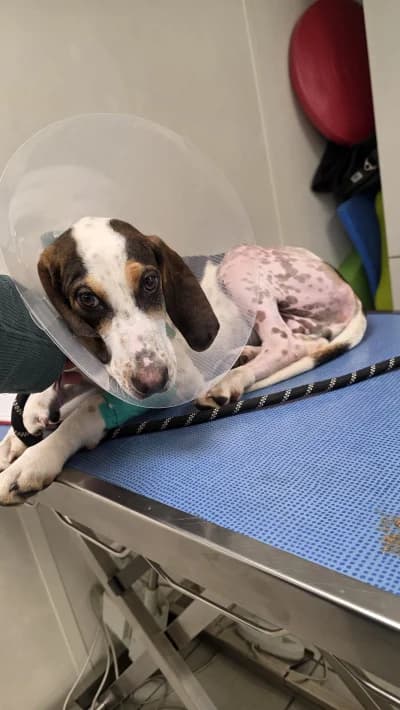 Bluesky, male Pointer for adoption at SOS Animaux Pays de Gex, Gex