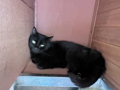 Mira, female 3yo mixed breed for adoption at SOS Animaux Pays de Gex, Gex