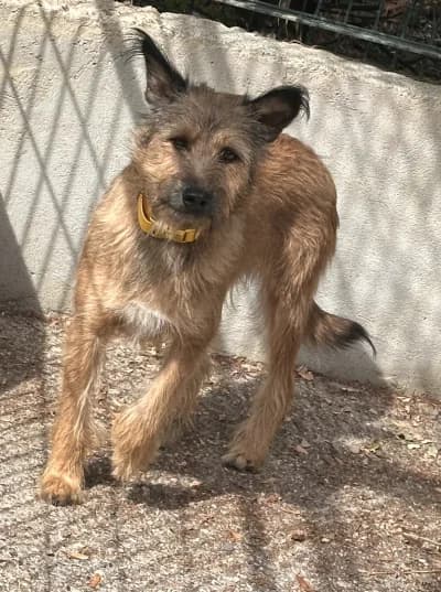 Ofeliya, female 4yo mixed breed for adoption at SOS Animaux Pays de Gex, Gex