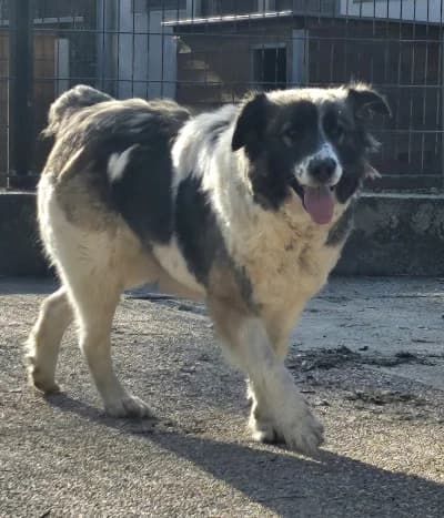 Zazie, female senior mixed breed for adoption at SOS Animaux Pays de Gex, Gex