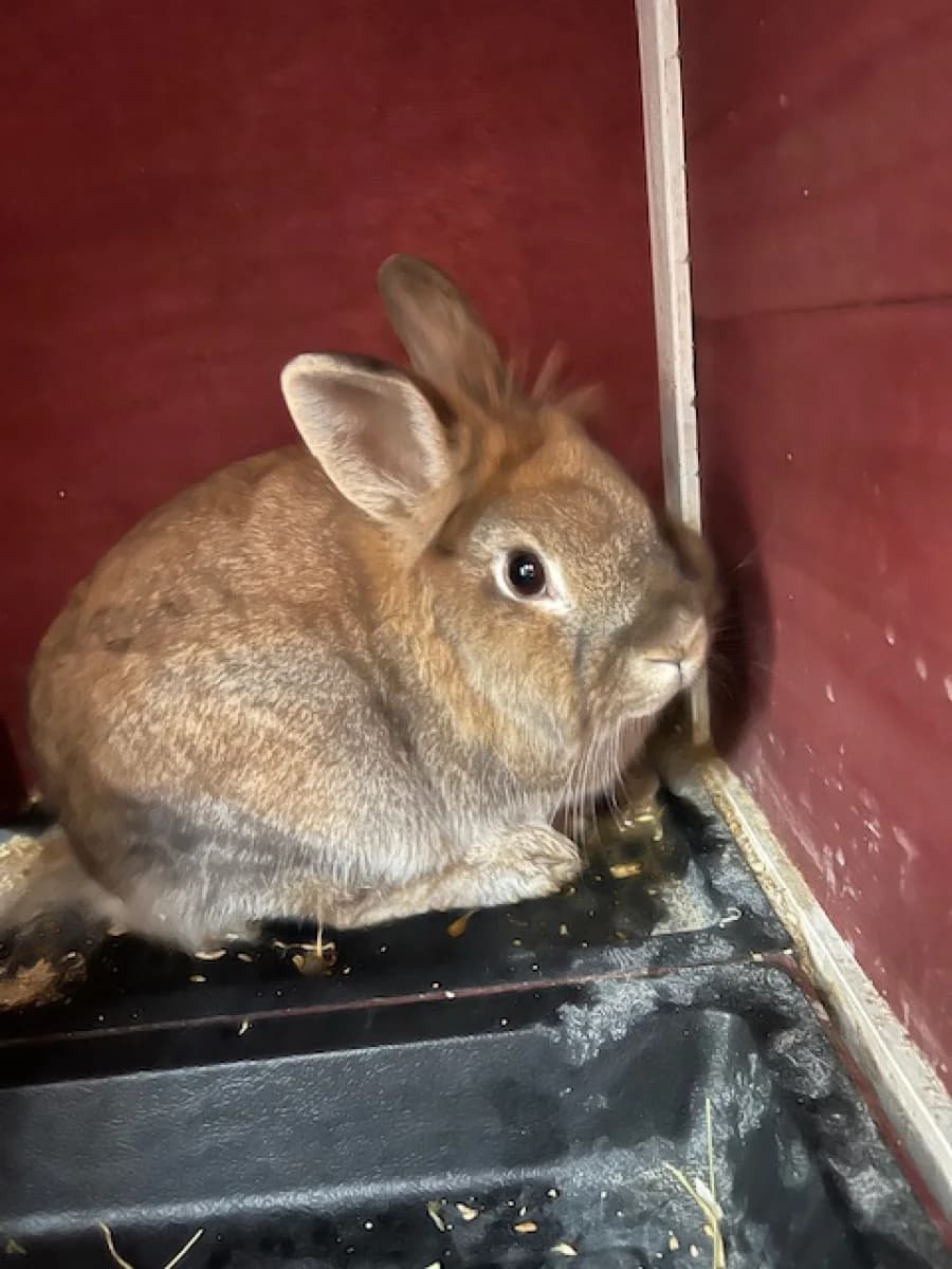 Choco, male mixed breed for adoption at SOS Animaux Pays de Gex