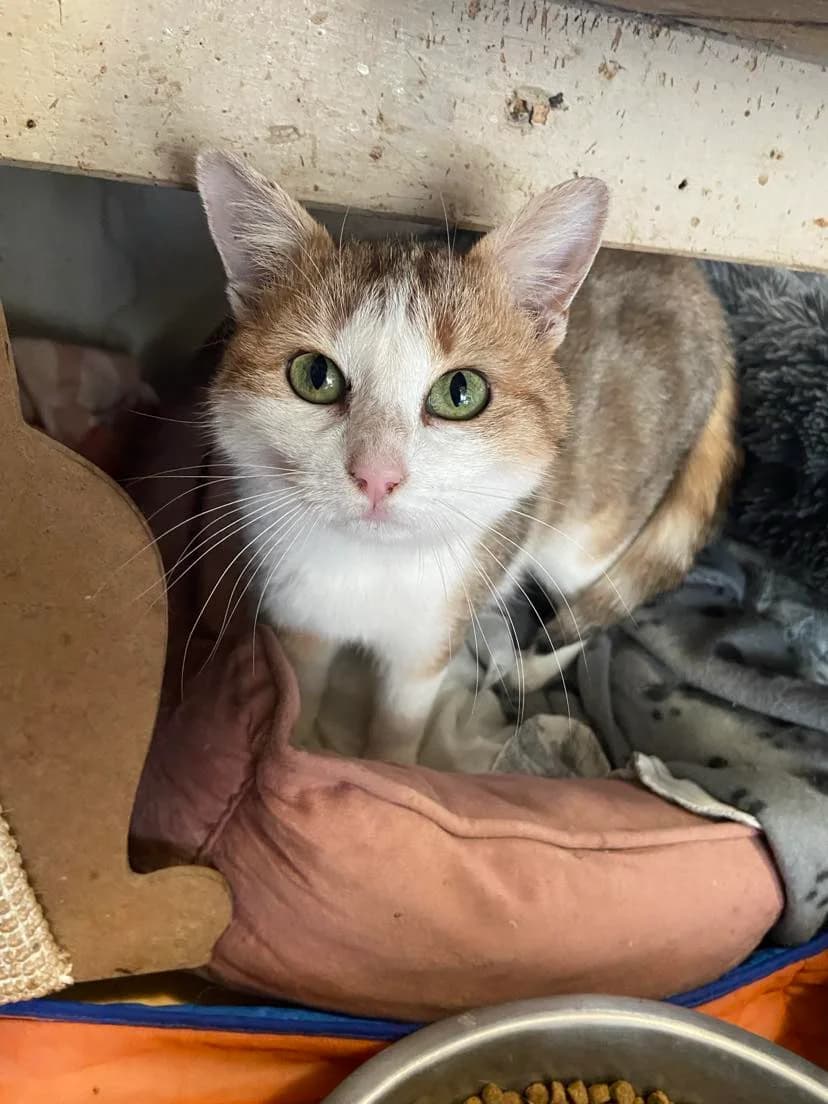 CHATAIGNE, female 6yo Mixed Breed for adoption at SOS Animaux Pecquencourt, Pecquencourt
