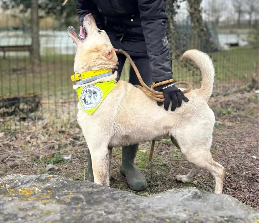 Albin, male Shar Pei for adoption at SOS Animaux Pecquencourt, Pecquencourt