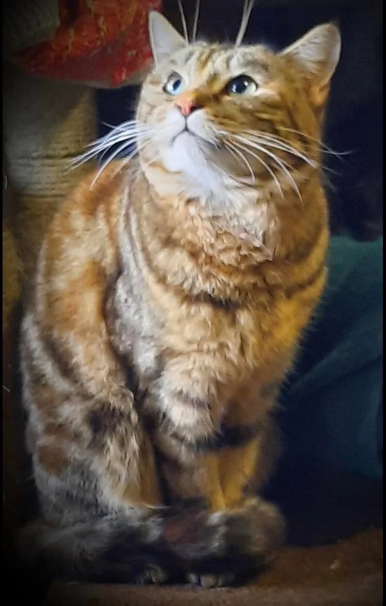 BONNIE, female senior Mixed Breed for adoption at SOS Animaux Pecquencourt, Pecquencourt