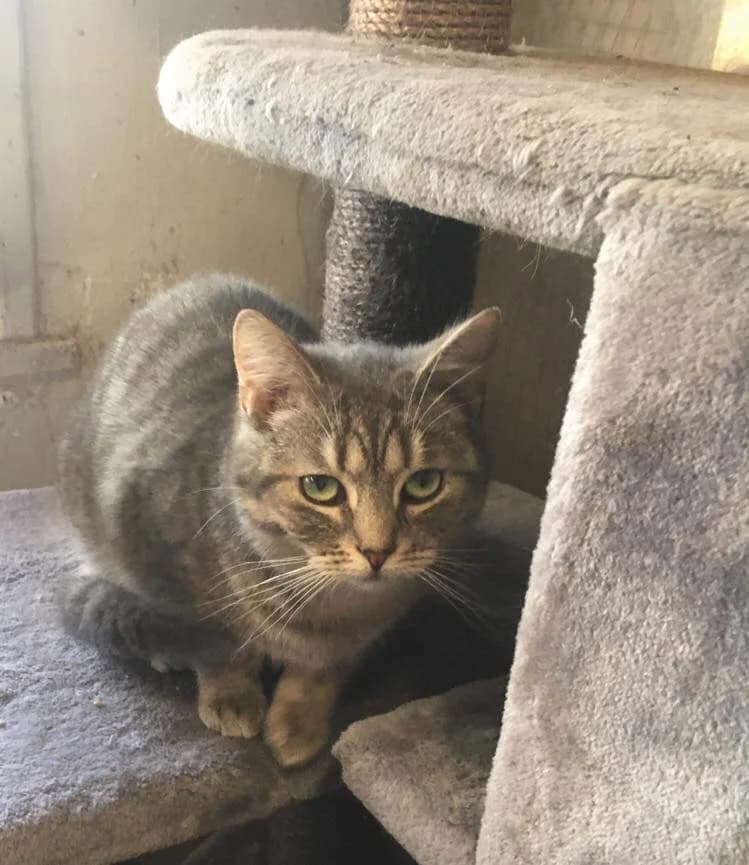Chamallow, male 4yo Mixed Breed for adoption at SOS Animaux Pecquencourt, Pecquencourt