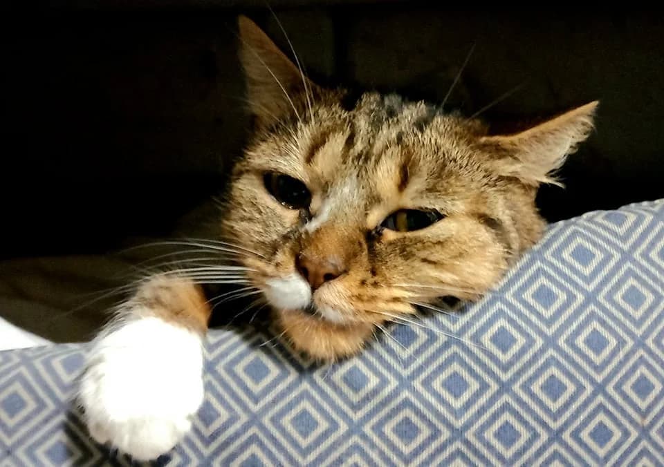CHATAIGNE, female 7yo Mixed Breed for adoption at SOS Animaux Pecquencourt, Pecquencourt