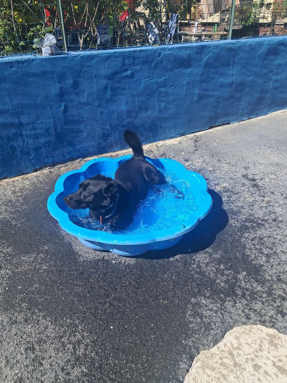 Rambo, male 6yo Shar Pei for adoption at SOS Animaux Pecquencourt, Pecquencourt
