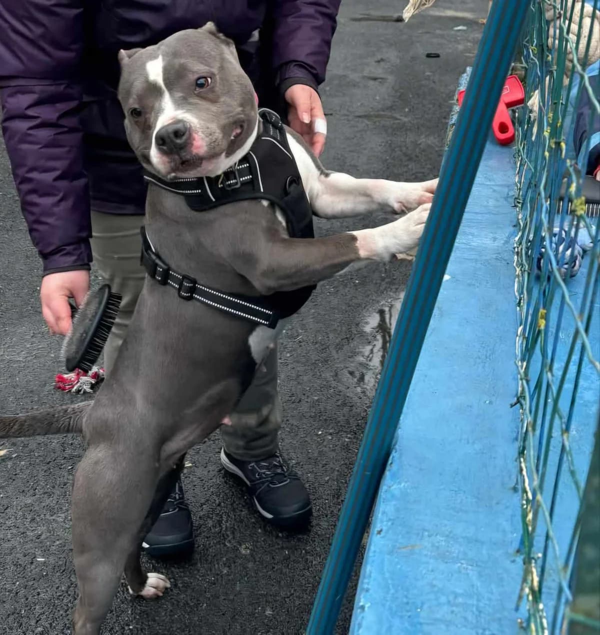 ISIS, female 7yo American Staffordshire Terrier for adoption at SOS Animaux Pecquencourt, Pecquencourt