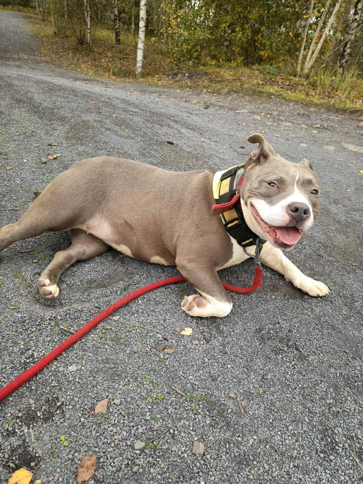 JOXIE, female 5yo American Bully for adoption at SOS Animaux Pecquencourt, Pecquencourt