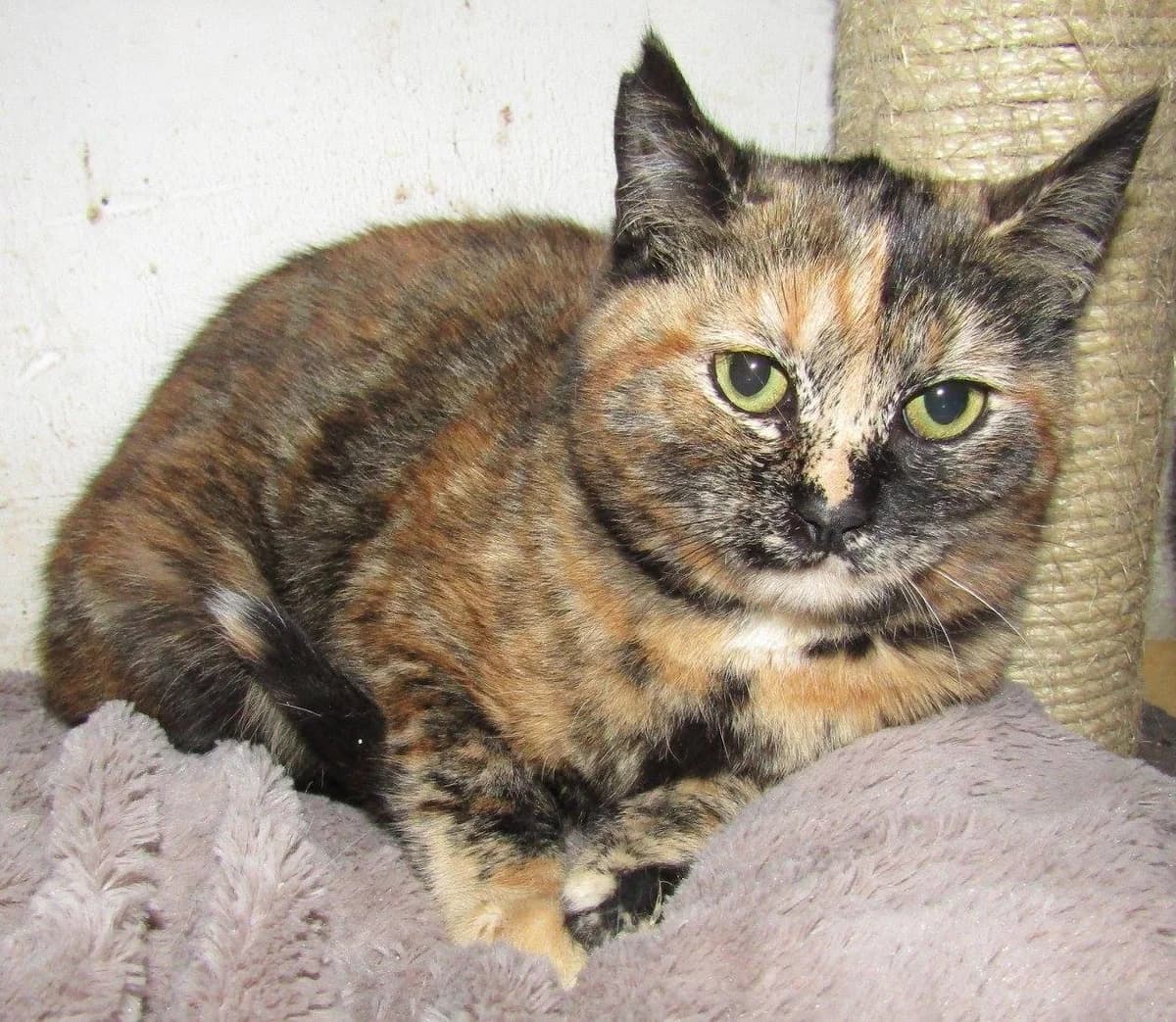 MÉLINA, female senior Mixed Breed for adoption at SOS Animaux Pecquencourt, Pecquencourt