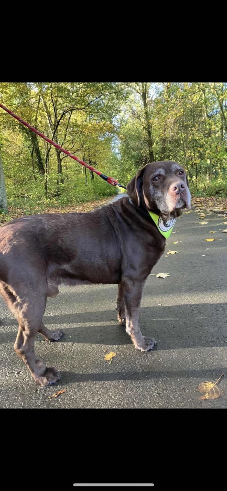 PATO, male senior Mixed Breed for adoption at SOS Animaux Pecquencourt, Pecquencourt