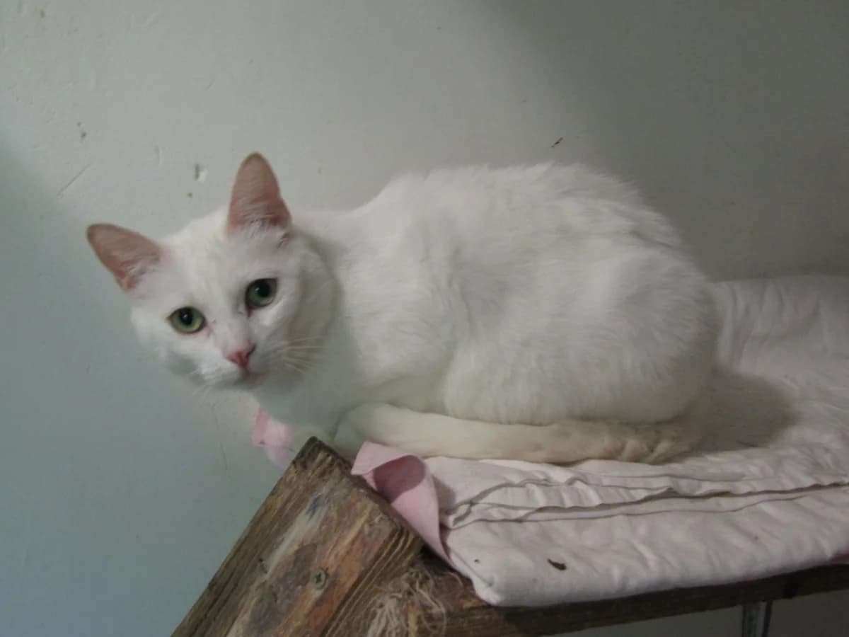ZOLA, female senior Mixed Breed for adoption at SOS Animaux Pecquencourt, Pecquencourt