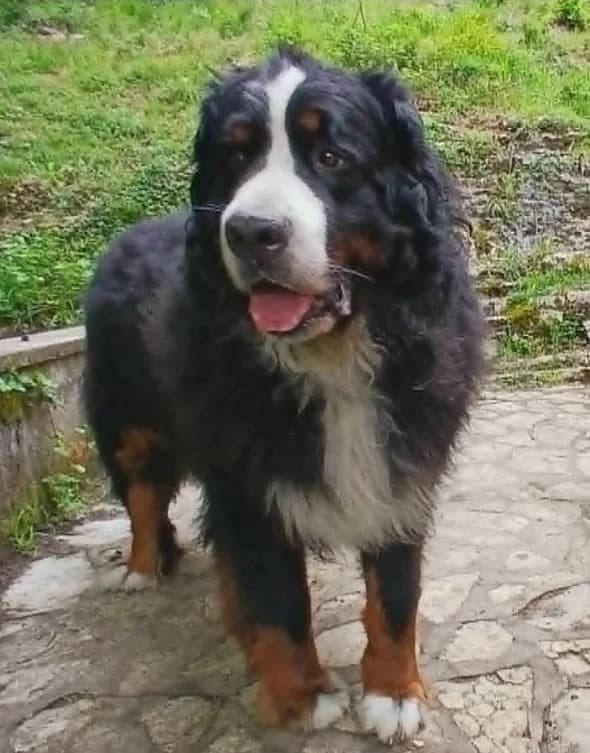 Scotch, male 5yo Bernese Mountain Dog for adoption at SOS Boubous